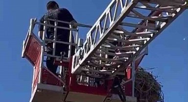 Yavru leylek ekipler tarafından yuvasına konuldu