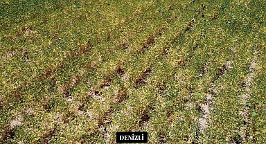 Yeni nohut çeşidi Denizli'nin dışında ekilen bölge illerinde de yüksek verim verdi