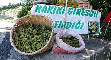Yeni sezonun ilk fındığı tezgahlarda: Yeşil kabuklu fındığın kilosu 200 TL