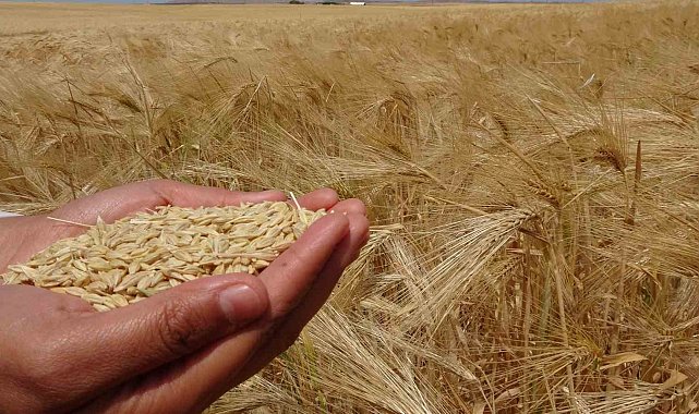 Yozgat'ta arpa hasadı başladı