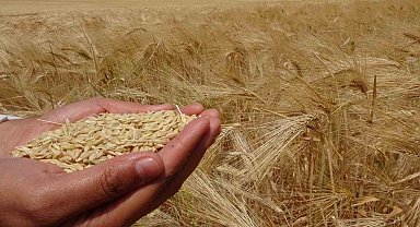 Yozgat'ta arpa hasadı başladı