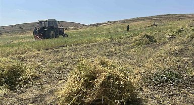 Yozgat'ta mercimek hasadı başladı, çiftçinin yüzü güldü, verim beklentisi yükseldi