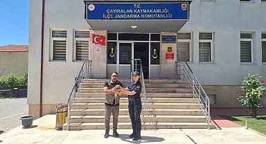 Yozgat'ta yaralı şahin tedavi altına alındı