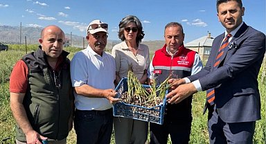 Yüksekova'da tarımda yeni dönem: Yoncalı köyünde ilk ticari salep hasadı yapıldı