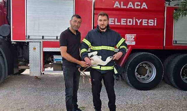 Yuvasında mahsur kalan leyleği itfaiye kurtardı