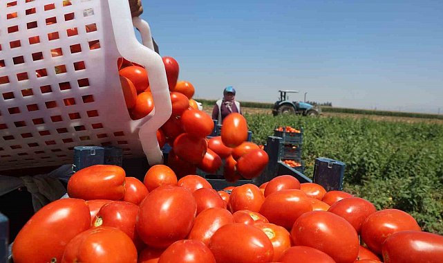 Zorlu mesaiyle kavurucu sıcaklıkta hasadı yapılan domates tarlada 15 TL'den alıcı buluyor
