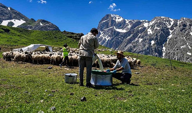 Zorlu yayla şartlarında tescilli lezzet üretiliyor