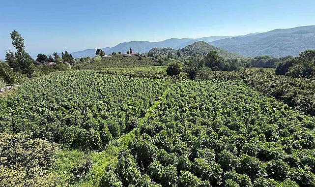 15 bin sırıkta Nebiyan fasulyesi bereketi: Hasada 15 gün kaldı