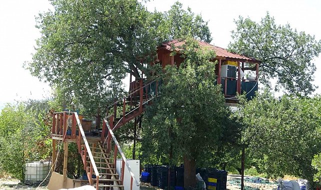 150 yıllık ağacın üzerine ev yaptı: Dallar odaların içinden geçiyor