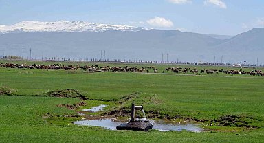 1933'te Danimarka gözünü Erzurum ve Kars'a çevirdi: Hedefleri süt üretimi yapmaktı
