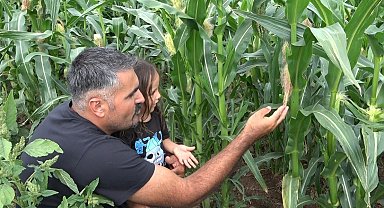 20 yıl sonra Rusya'dan memleketine döndü, ata tohumunu yeniden yaşattı