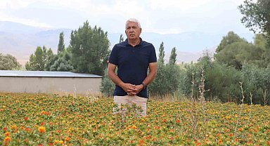 35 yıl kamuda çalıştı, emekli olunca aspir ekimine başladı