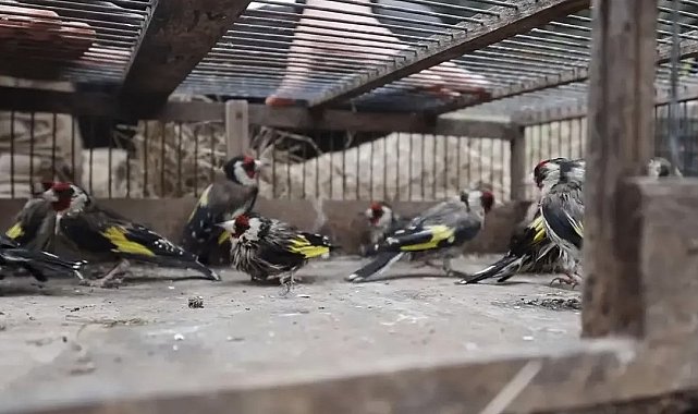 Adana'da saka kuşlarını kaçak avlayan kişiye 297 bin 608 lira ceza