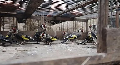 Adana'da saka kuşlarını kaçak avlayan kişiye 297 bin 608 lira ceza
