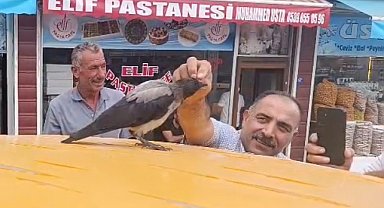 Adilcevaz'da kasap ile karga arasındaki sıra dışı dostluk gülümsetti