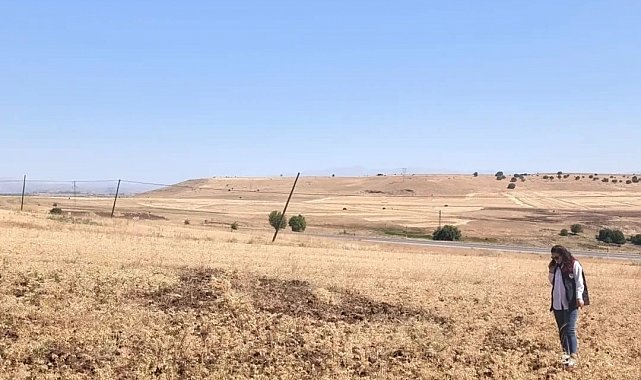 Ağın'da tüylü nohut hasadı devam ediyor