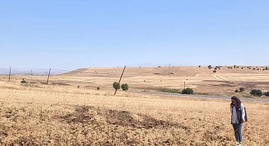 Ağın'da tüylü nohut hasadı devam ediyor