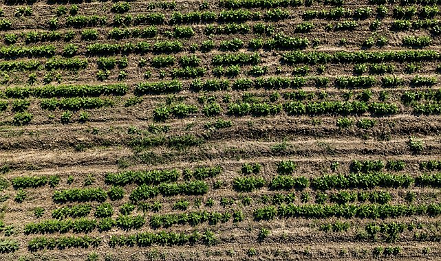 Ağrı'da çiftçinin bostanı örnek oldu, sebze meyve ve tahıl bir arada