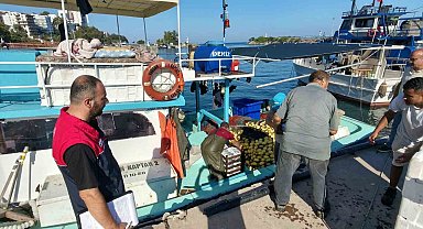 Akçakoca'da balıkçılar sezona hızlı başladı