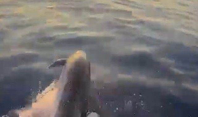 Alanya açıklarında yunusların şovu turistleri mest etti