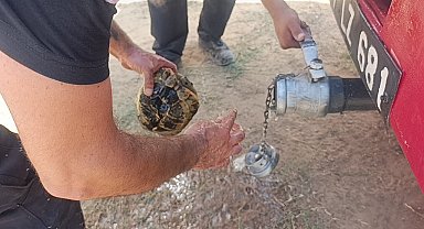 Alevlerden korunmak için kendini toprağa gömmeye çalışan kaplumbağayı ekipler kurtardı