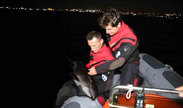 Alibeyköy deresine sürüklenen yavru yunusun kurtarıldığı anlara ilişkin yeni görüntüleri ortaya çıktı