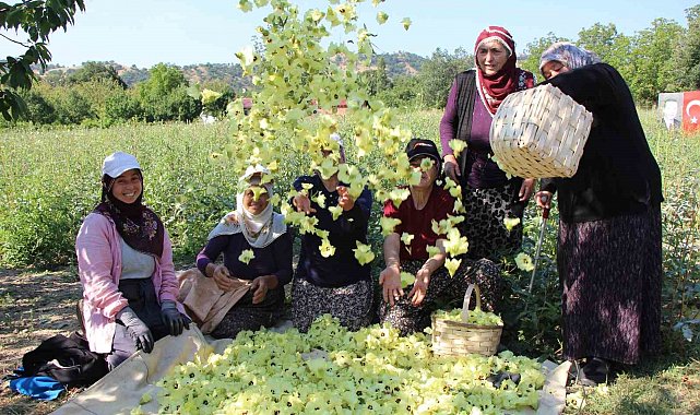 Amasya'nın tescilli çiçek bamyası altın değerinde: "Hızır'ın cebinden düşmüş, topla topla bitmiyor"