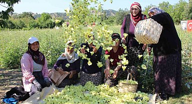 Amasya'nın tescilli çiçek bamyası altın değerinde: "Hızır'ın cebinden düşmüş, topla topla bitmiyor"