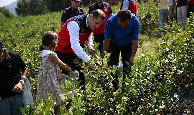 Andırın'da aronya hasadı