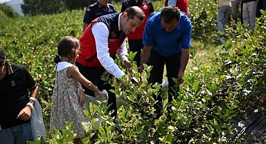 Andırın'da aronya hasadı