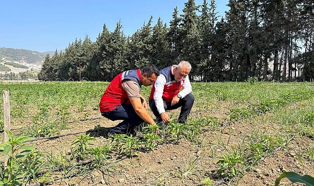 Antakya'da sebze üreticisiyle sahada istişare edildi