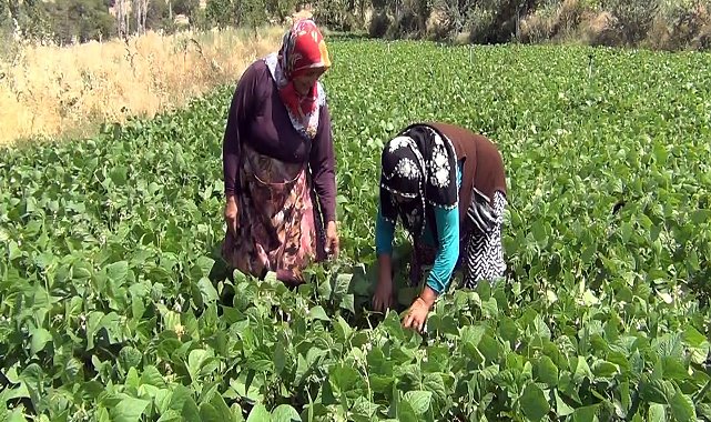 Aracı yok, doğallık var: Çiftçi hem üretiyor hem satıyor