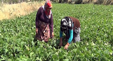 Aracı yok, doğallık var: Çiftçi hem üretiyor hem satıyor