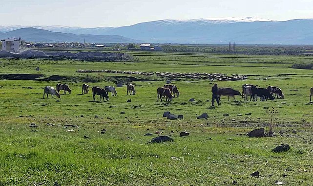 Ardahan'da Kuduz alarmı: Bölge karantinaya alındı
