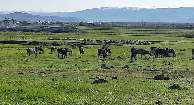 Ardahan'da Kuduz alarmı: Bölge karantinaya alındı