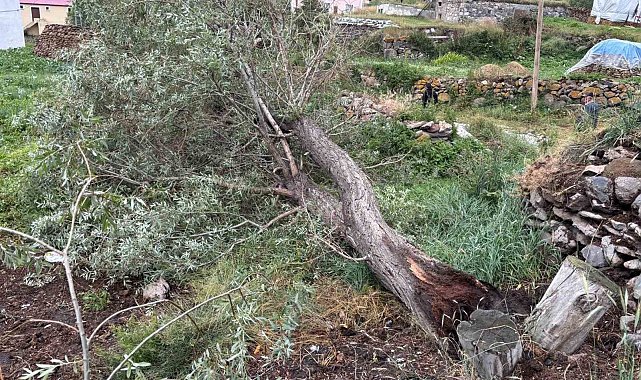 Ardahan'da şiddetli fırtına ağaçları kökünden söktü