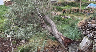 Ardahan'da şiddetli fırtına ağaçları kökünden söktü
