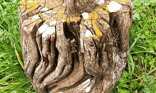 Ardıç ağacından mezar başlıkları dikkat çekiyor