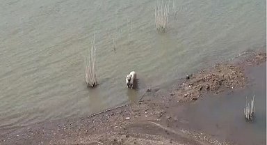 Aşırı sıcaktan bunalan köpeklerin baraj keyfi