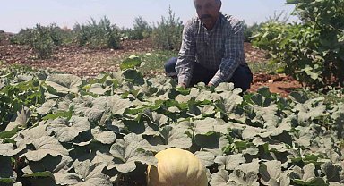 Asırlık tatlar sofralara gelmeye başladı