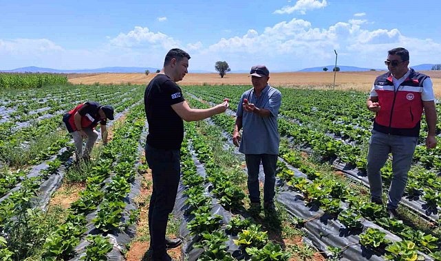 Aslanapa'da çilek ve biber üreticisine ziyaret