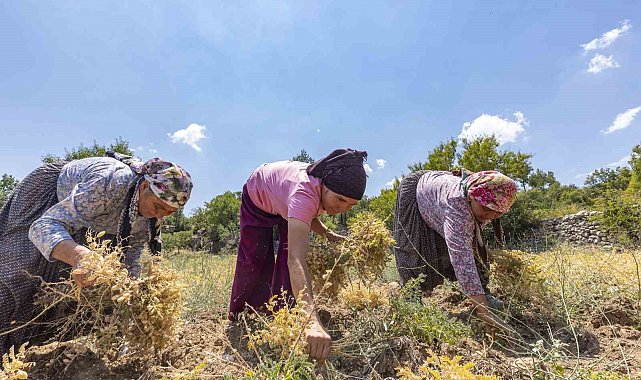 Atalık tohum desteğiyle nohut üretimi yeniden canlanıyor