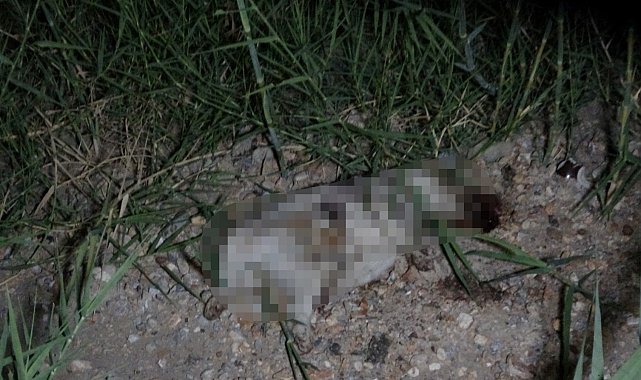 ATV aracın çarptığı yavru köpeğin taşla öldürüldüğü iddiası ortalığı karıştırdı