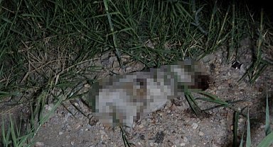 ATV aracın çarptığı yavru köpeğin taşla öldürüldüğü iddiası ortalığı karıştırdı