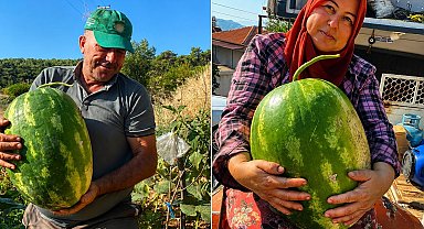 Aydın'da 550 rakımda karpuz ve balkabağı yetiştiriyorlar