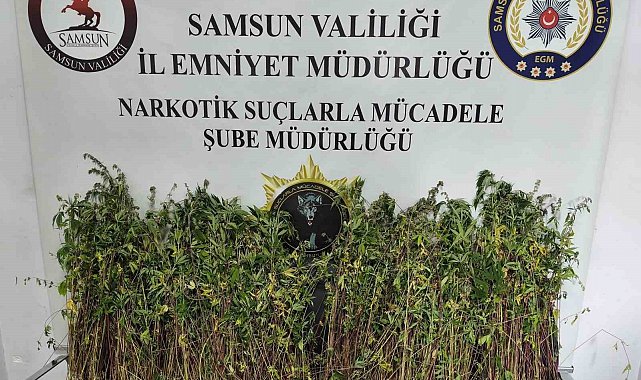 Bafra'da bin 655 kök kenevir ele geçirildi