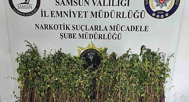 Bafra'da bin 655 kök kenevir ele geçirildi