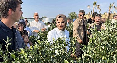Bakan Göktaş Düzce'de yaban mersini topladı