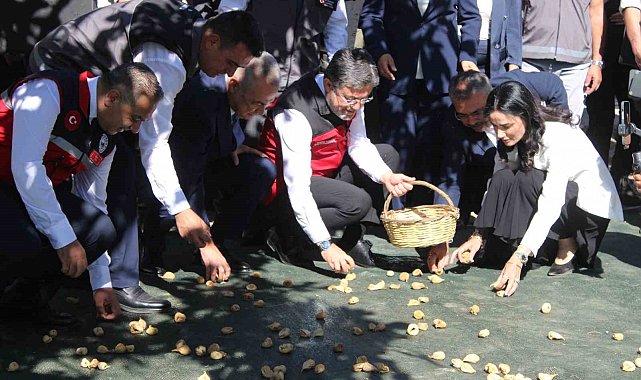Bakan Yumaklı Aydın'da incir hasadına katıldı