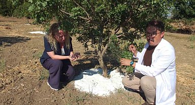 Balıkesir'de sakız hasadına başlandı